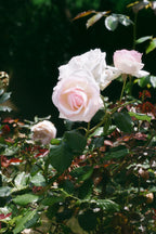 Confiture Délice de Roses