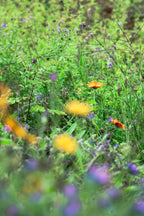 Miel de Fleurs Sauvages Garfagnana
