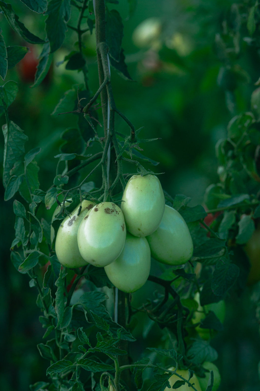 Classica Passata di Pomodoro