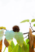 Miel Monofloral Châtaigniers de Garfagnana