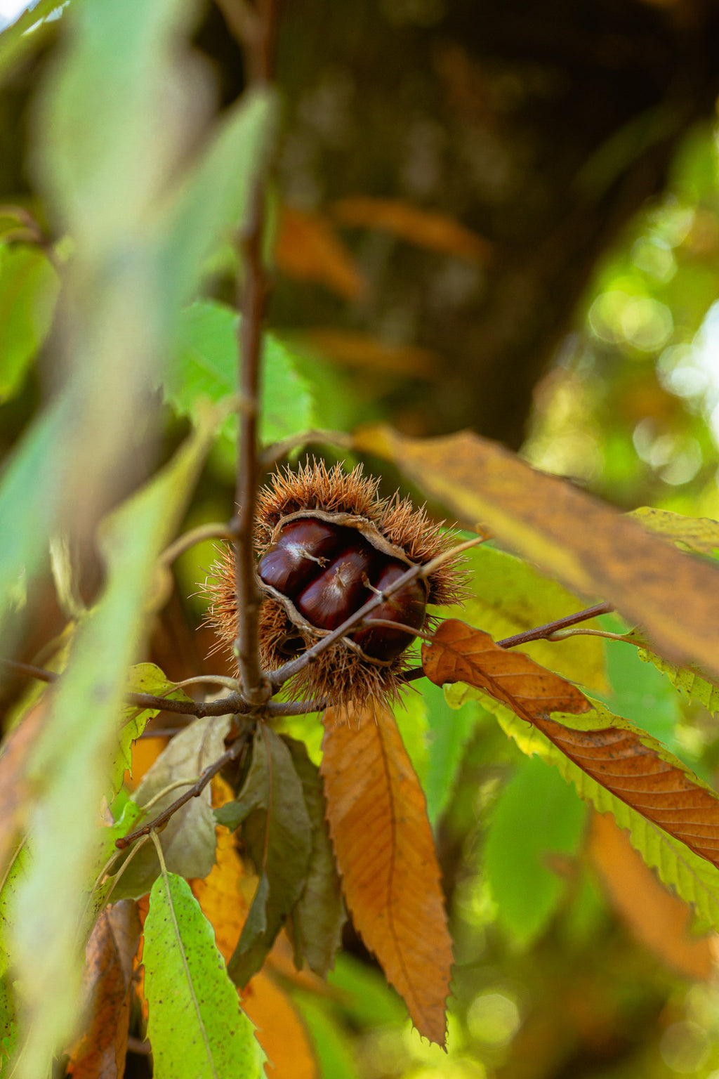 Chestnut Blossom Honey