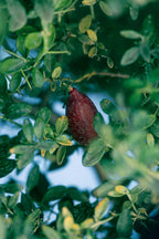 Confiture de Citron Caviar
