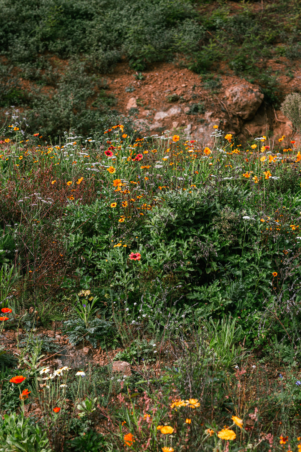 Wildflowers Blossom Honey