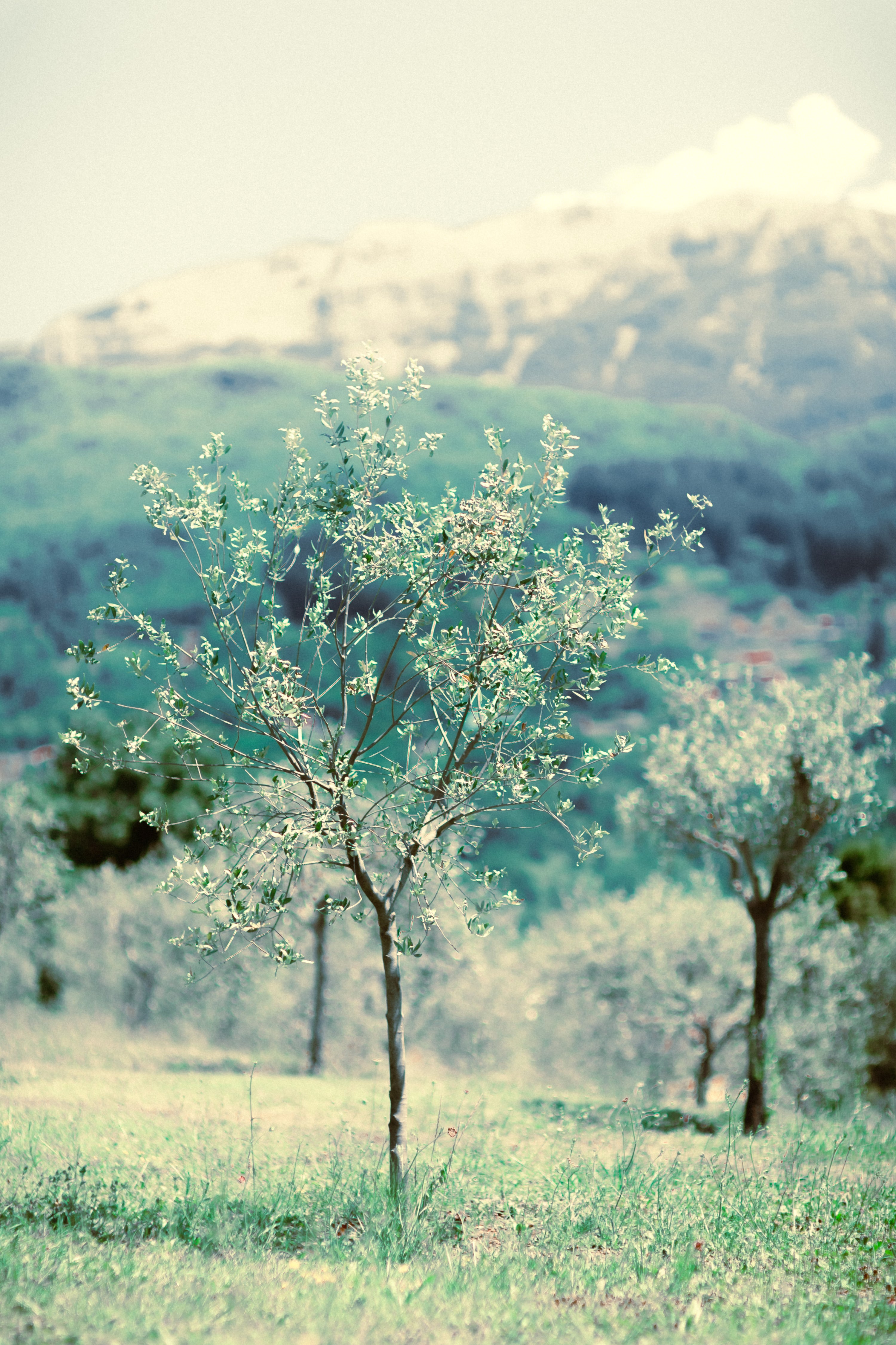 Felix Est Qui Alios Facit Felices