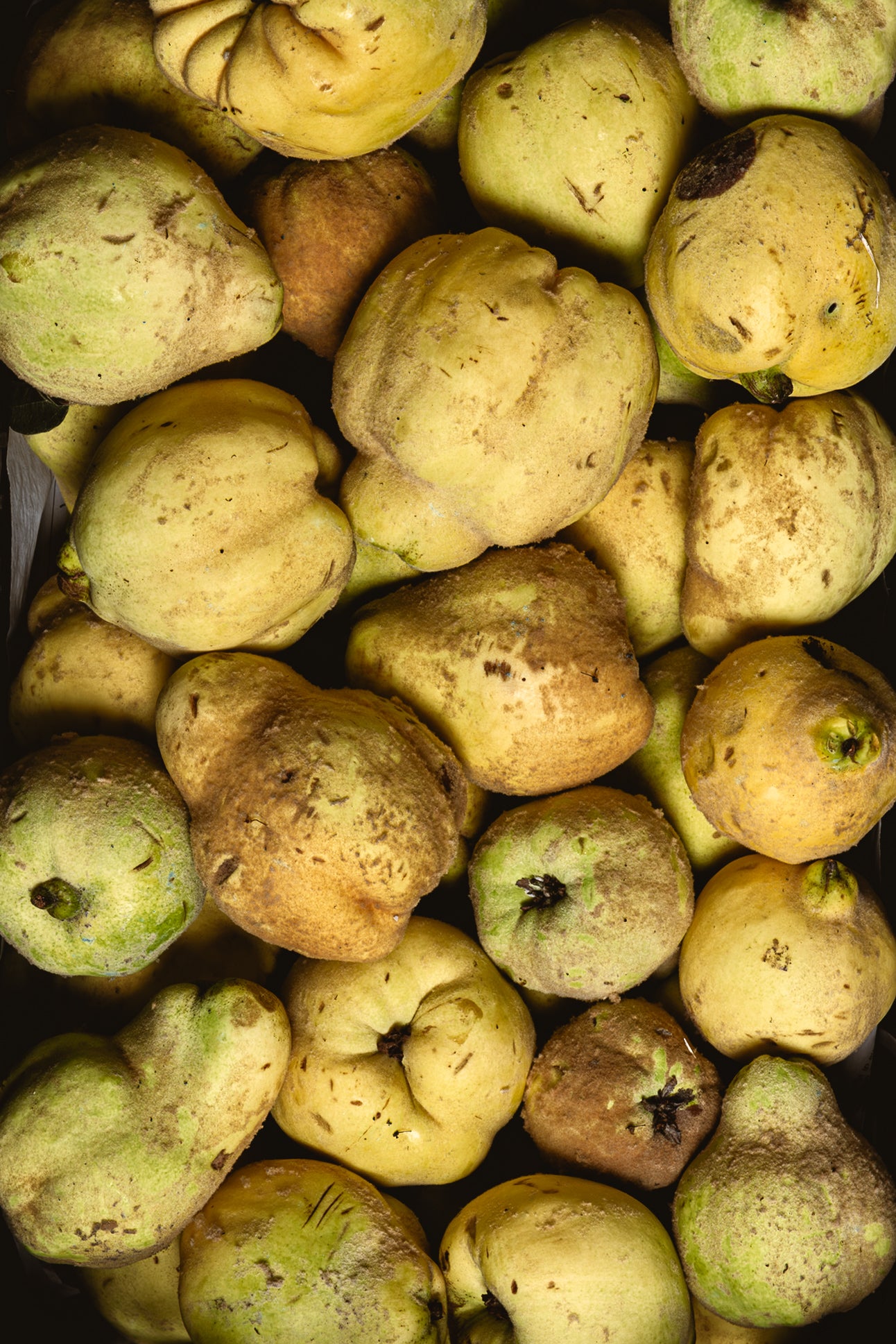 Tuscan Quince Marmalade