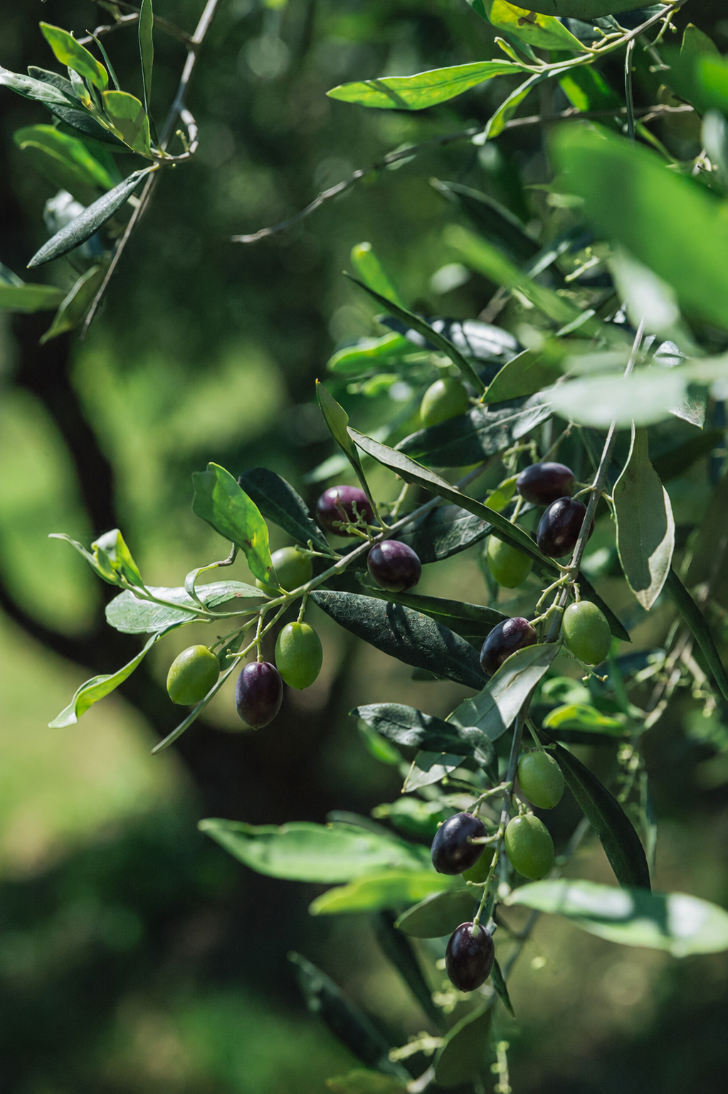 Huile d'Olive Vierge Extra