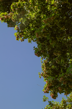 nido-dei-venti-printemps-2026-detail-arbre-ciel-bleu