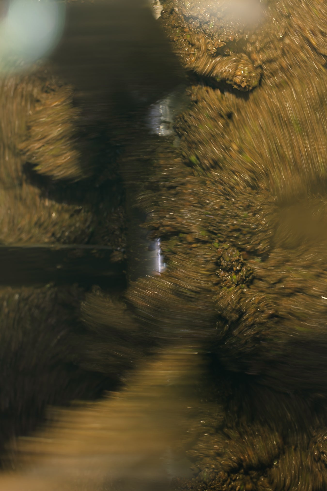 Extra Virgin Olive Oil