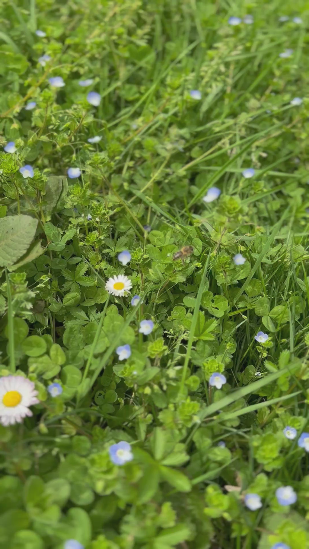 Miel de Fleurs Sauvages Garfagnana