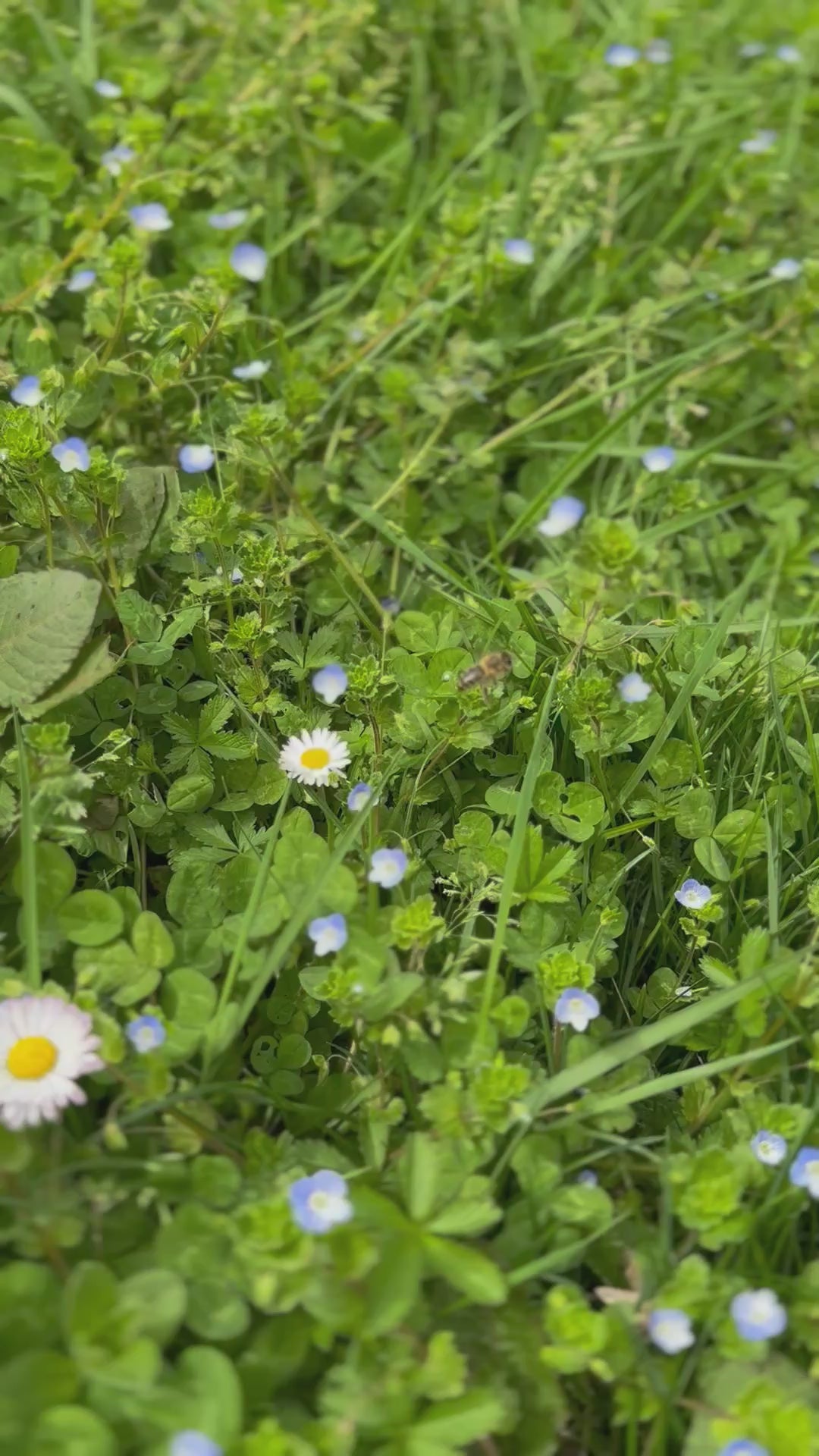 Miel de Fleurs Sauvages Garfagnana